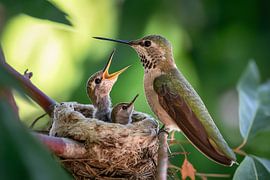 Anna’s hummingbird (Calypte anna) at its nest with chicks