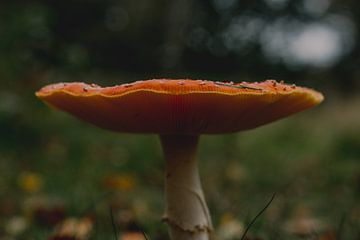 Paddenstoel in de regen - kleur van Jessica Bakhuijs