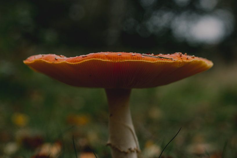 Pilz im Regen - Farbe - Farbe von Jessica Bakhuijs