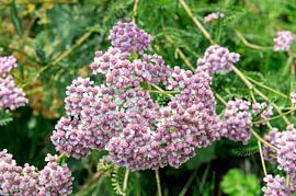 Achillea millefolium by Richard Wareham