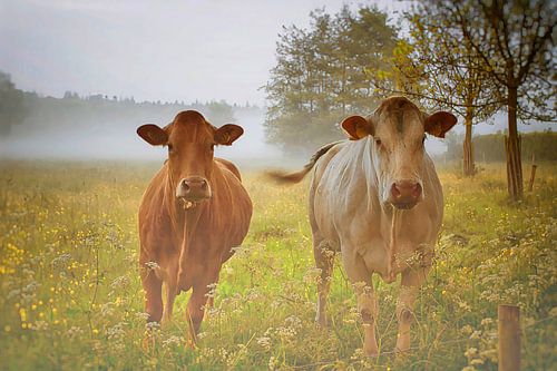 Oer Hollands landschap met koeien . Awarded at 1x.com.