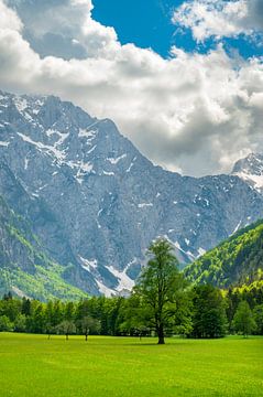 Das Logar-Tal in den Kamniker Savinja-Alpen in Slowenien im Frühling von Sjoerd van der Wal Fotografie