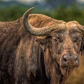 Buffle d'Afrique - Ouganda sur Nordwin Alberts / Moving Stills