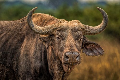 Afrikaanse Buffel -Oeganda