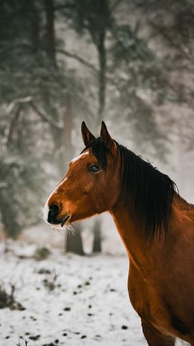 Wild horse in the Plankken wambuis