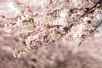blossom flowers in Copenhagen | pastel color in the city