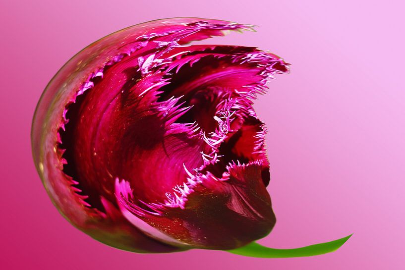 Abstracte Aubergine lila bloem von Alice Berkien-van Mil