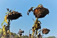 Van Gogh Sunflowers