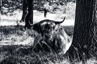 Schotse hooglander in B&W