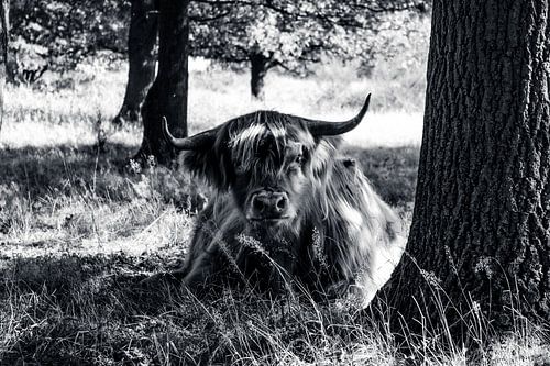 Schottischer Highlander in B&W