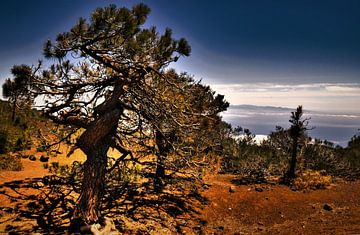 Natuur op TENERIFE    prachtige wildgroei  in helder blauwe lucht eiland  comera aan de horizon van Willy Van de Wiele