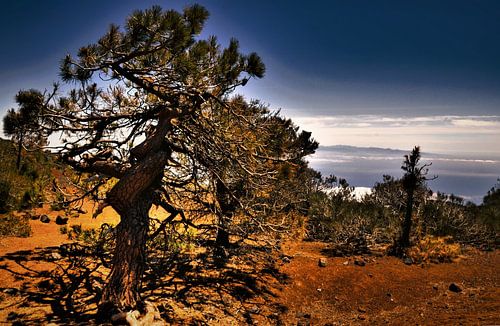 Natuur op TENERIFE    prachtige wildgroei  in helder blauwe lucht eiland  comera aan de horizon