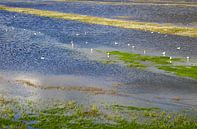Waddenzee van Bo Valentino thumbnail
