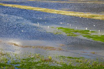 La mer des Wadden sur Bo Valentino