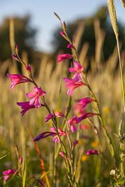 Portuguese pink field flowers by Tot Kijk Fotografie: natuur aan de muur