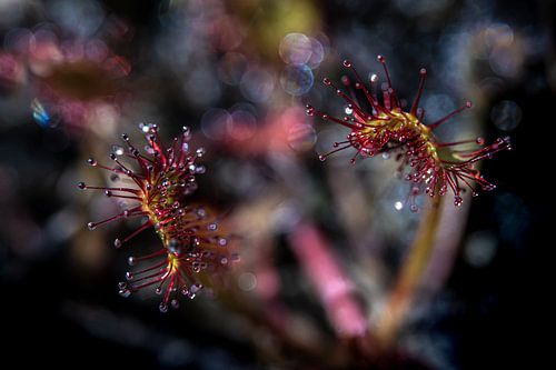 Sundew