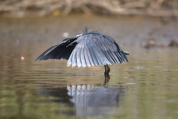 Schwarzer Reiher