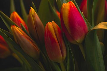 Tulpen in het donker van Robby's fotografie