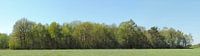 panorama van een bosrand