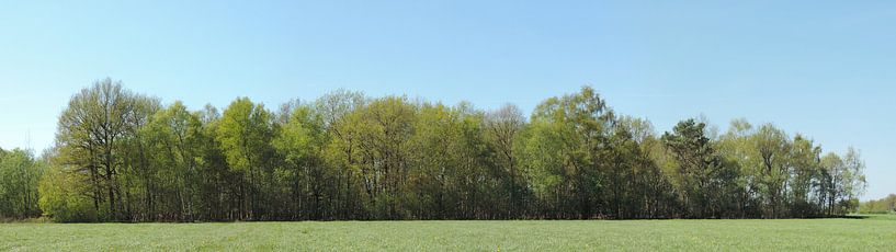 panorama of a forest border by Wim vd Neut