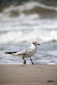 Fischland-Darß-Zingst: Möwe am Strand