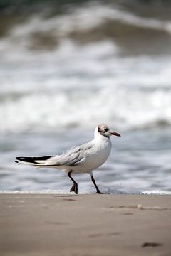 Fischland-Darß-Zingst: meeuw op het strand van t.ART