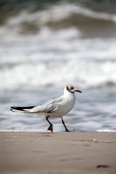 Fischland-Darß-Zingst: Seagull on the beach by t.ART