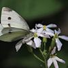 White butterfly by Paul Franke
