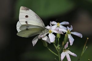 Papillon blanc sur Paul Franke