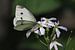Papillon blanc sur Paul Franke