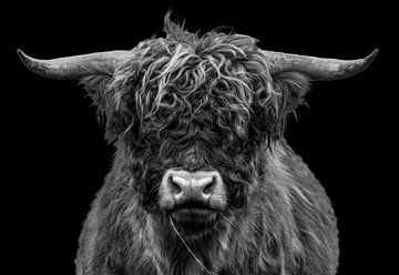 Portret van een Schotse Hooglander in zwart-wit van Ans Bastiaanssen