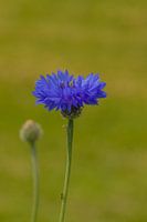 Flowering cornflower