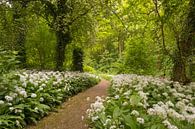 Spring forest lined with a carpet of white wild garlic by Moetwil en van Dijk - Fotografie thumbnail
