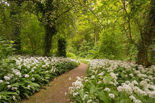 Het lentebos bekleed met een tapijt van witte daslook