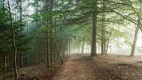 Forest path in the fog