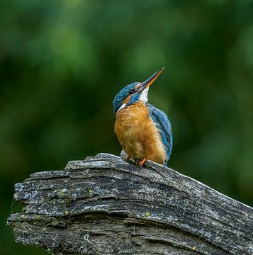 Kingfisher by Robbie Nijman