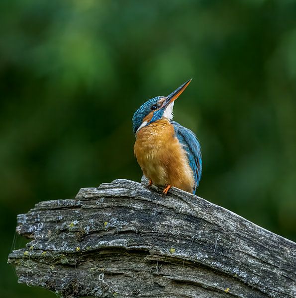 Kingfisher by Robbie Nijman