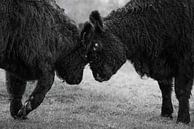 Confrontation between Galloway cattle by Triki Photography thumbnail