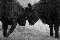 Confrontation between Galloway cattle
