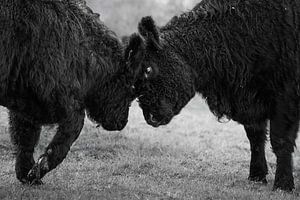 Konfrontation zwischen Galloway-Rindern