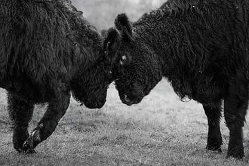 Confrontatie tussen Galloway runderen van Triki Photography