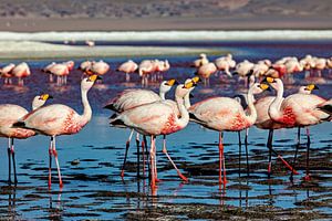 Die Flamingos der Laguna Colorada
