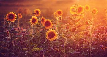 tournesols dans la dernière lumière du soleil.....  sur Els Fonteine