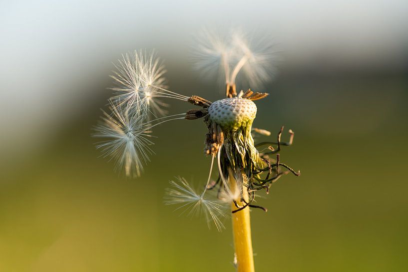 dandelion by Danny van houtum