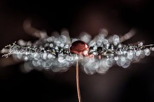 Fluff mit rotem Tropf