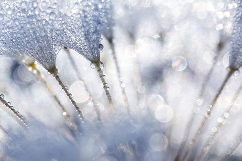 Close-up van een paardenbloem
