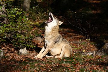 Huilende Wolf by Anneke Kroonenberg