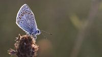 Icarusblauwtje droogt op in de ochtendzon