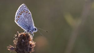 Icarusblauwtje droogt op in de ochtendzon