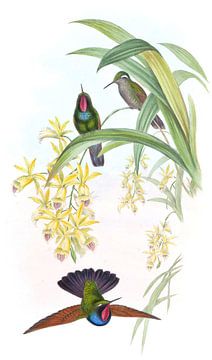 De granaat van de Rahm, John Gould van Hummingbirds